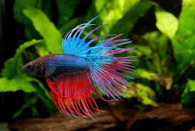 Assorted Crowntail Fighter Betta's image 0