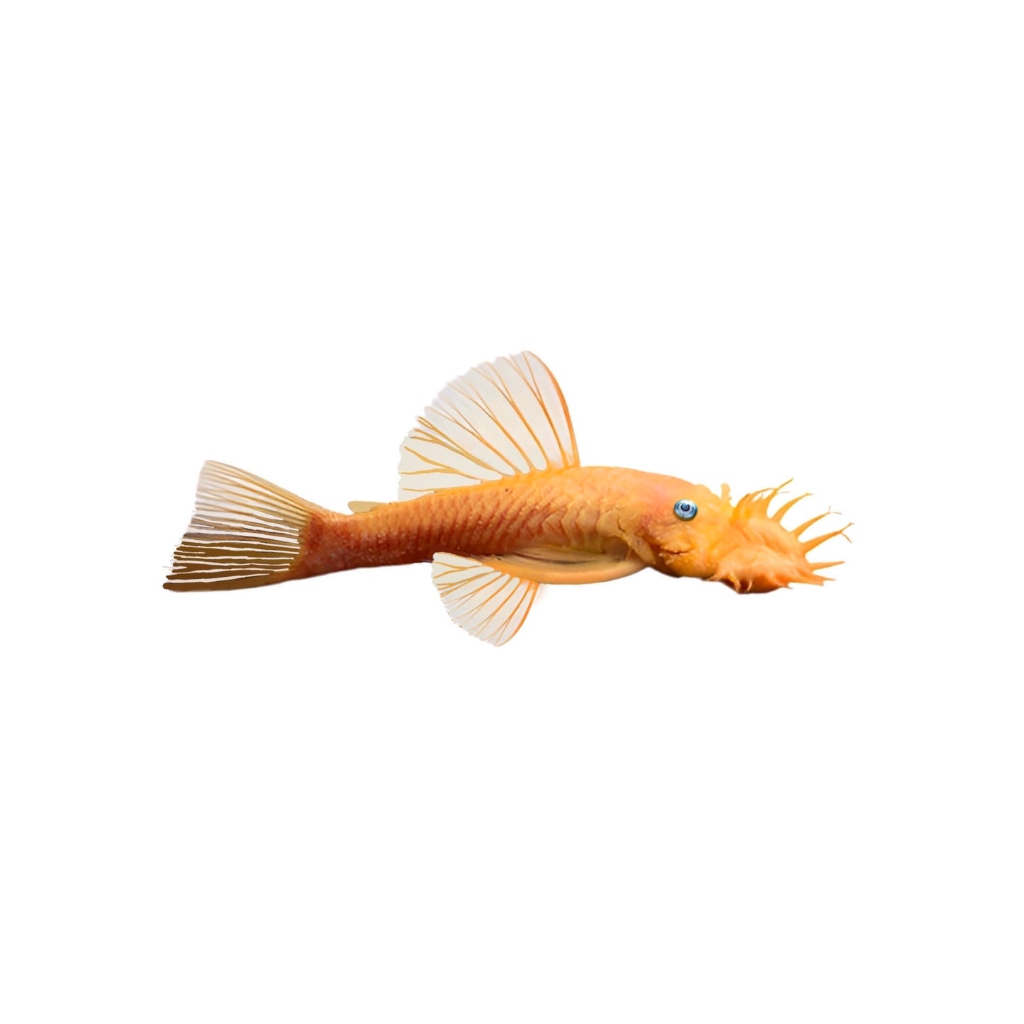 Lemon Blue Eye Bristlenose (L144) - S