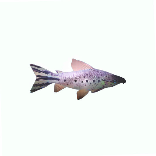 Blue Rasbora