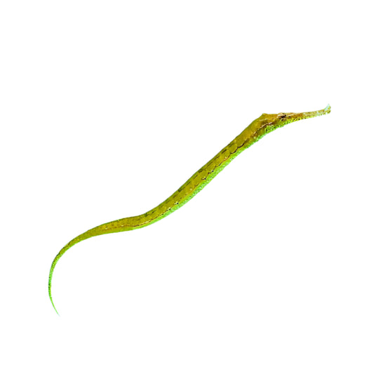Alligator Pipefish