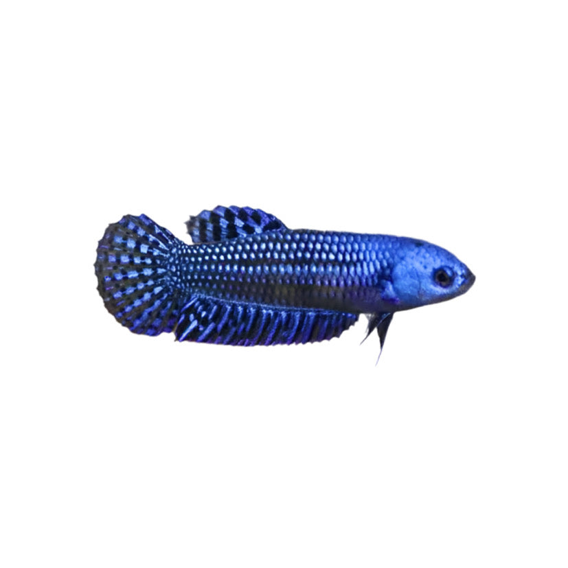Alien Female Betta