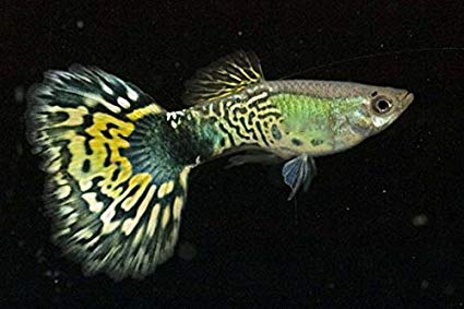 Assorted Male Guppy's image 0