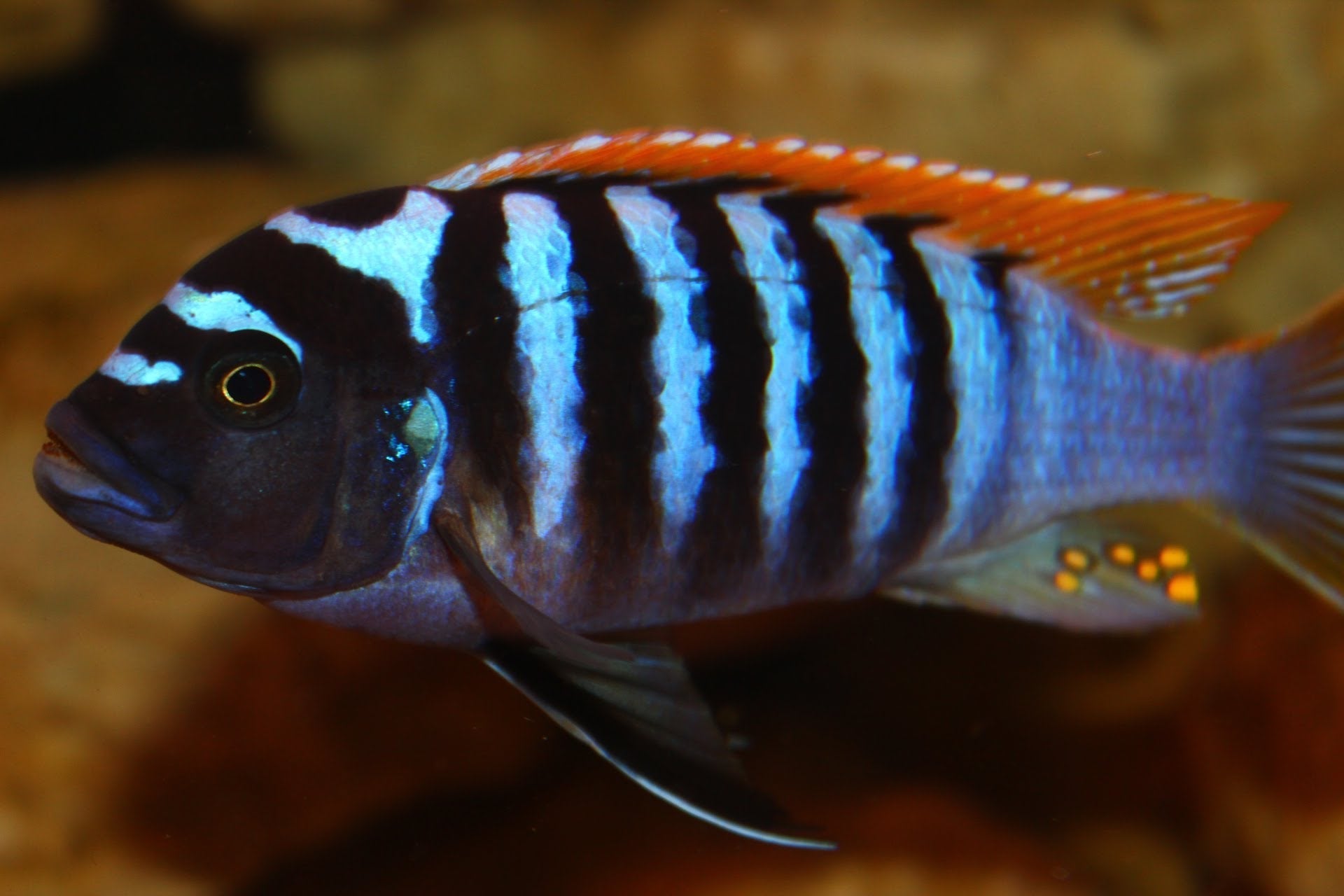 Zebra Red Top Black Bar Cichlid image 0