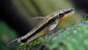 Otocinclus image 0