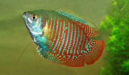 Male Dwarf Gourami's image 0