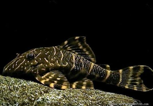 L168 Clown Pleco (in store only) image 0