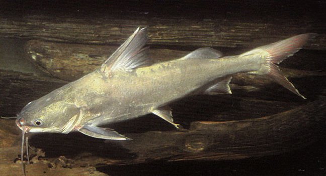 Salmon Catfish image 0