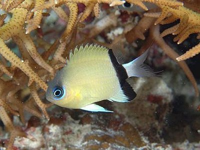 Black Bar Chromis image 0