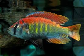 Astatotilapia Latifasciata Crimson Tide Cichlid image 0