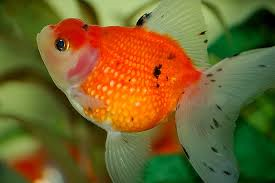 Pearlscale Goldfish image 0