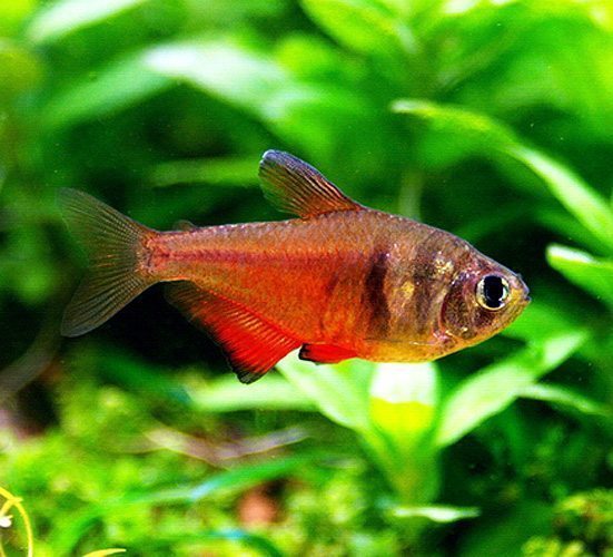 Flame Tetra image 0