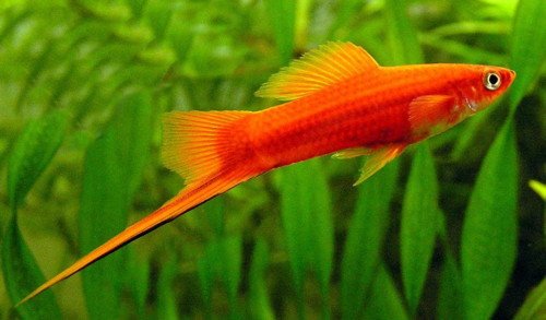 Assorted Swordtail's image 0