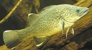 Murray Cod image 0