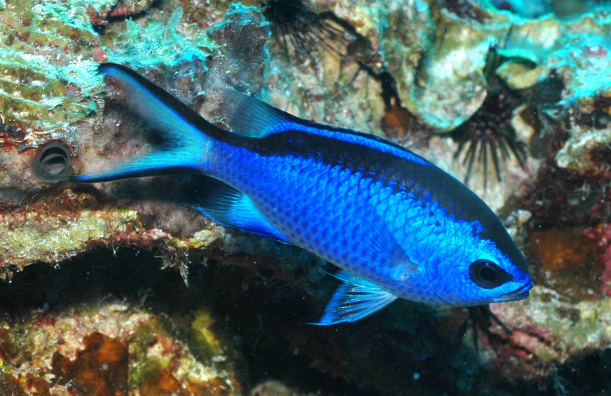 Blue/Green Chromis image 0