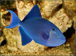 Niger Triggerfish image 0