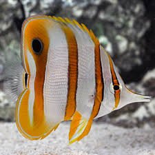 Copperband Butterflyfish image 0