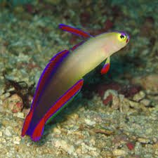 Purple Dartfish image 0