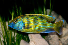 Nimbochromis Venustus Cichlid image 0