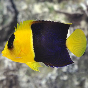 Bi-Color Angelfish image 0