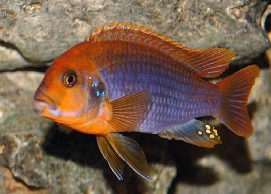 Rusty Cichlid image 0