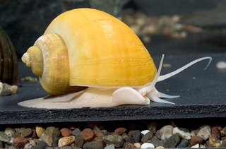 Gold Mystery Snail image 0