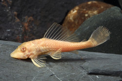 Albino Pleco image 0