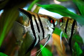 Assorted Small Angelfish image 0