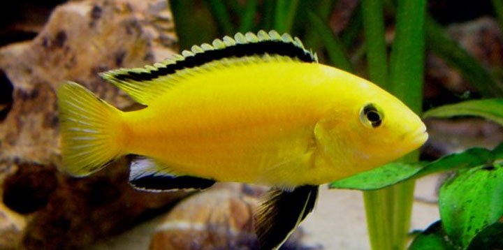 Electric Yellow Cichlid image 0