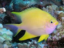 Yellow Chromis image 0