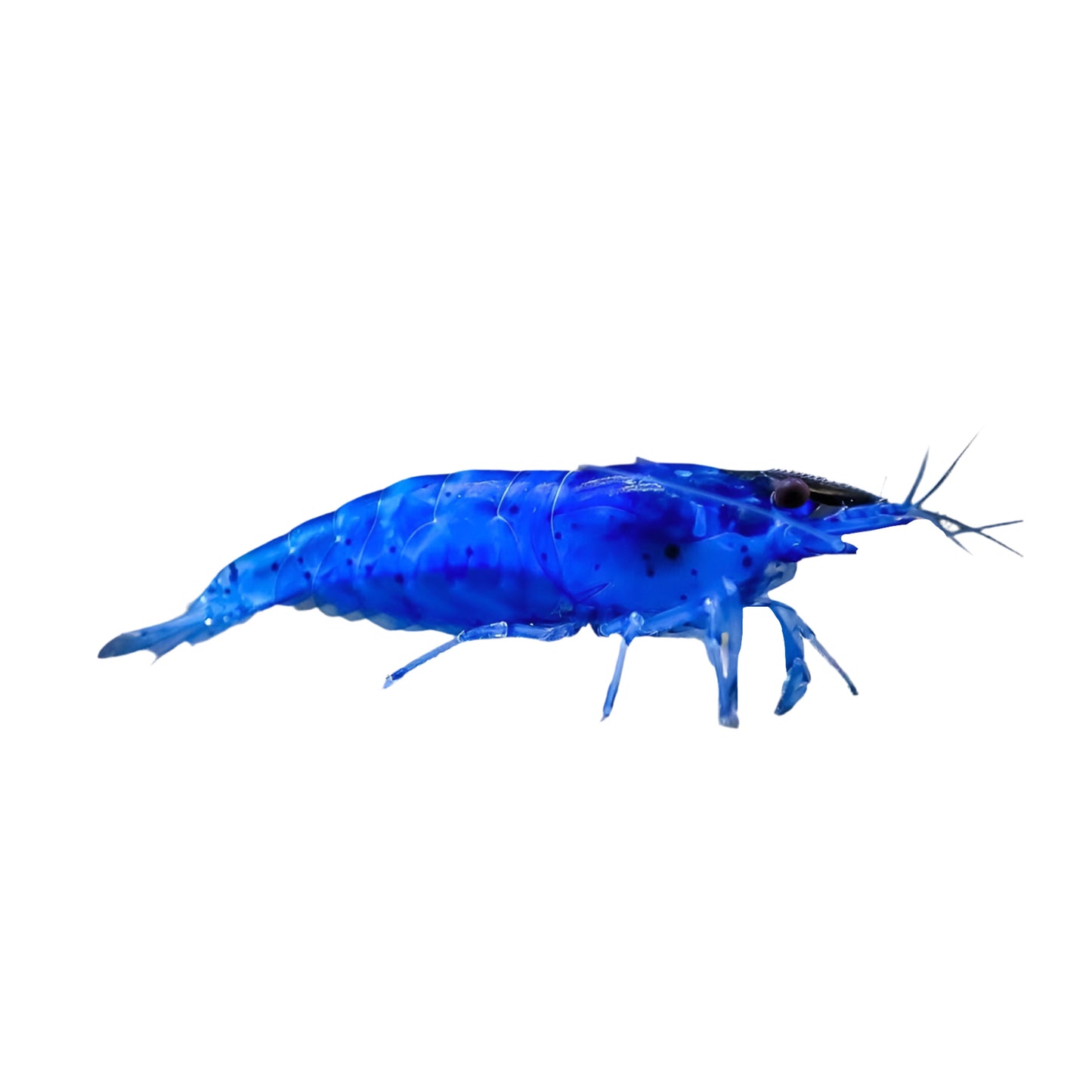 Blue Dream Shrimp