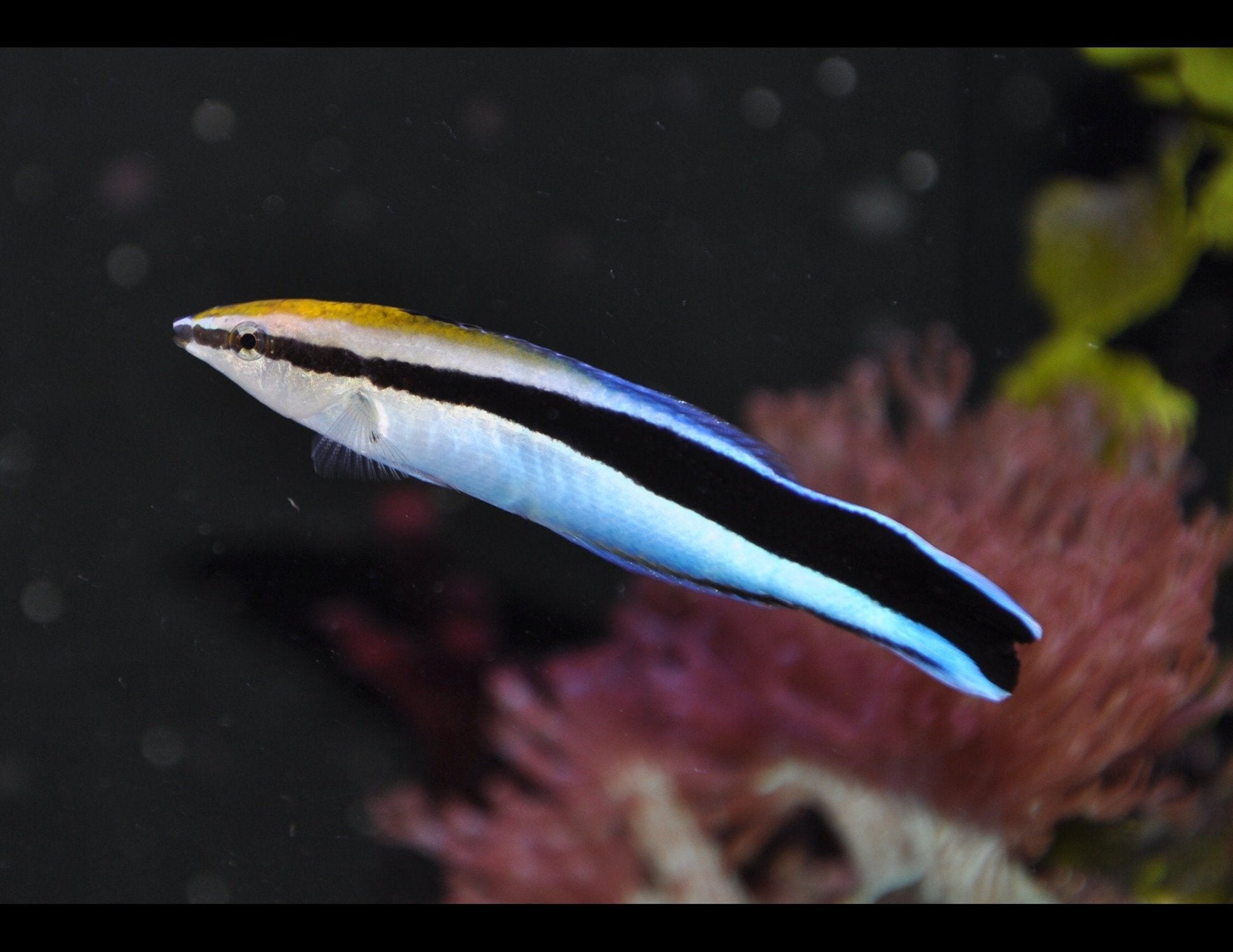 Cleaner Wrasse image 0