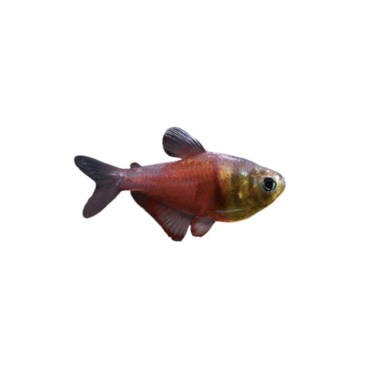 Red Flame Tetra