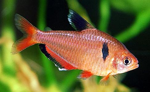 Serpae Tetra image 0