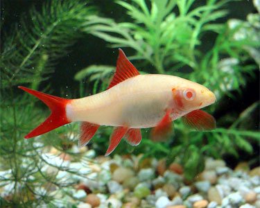 Albino Rainbow Shark image 0