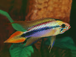 Assorted Apistogramma's image 2