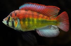 Astatotalopia - Yellow Belly Albert Cichlid image 0