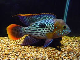 Rivulatus Gold Saum - Green Terror image 0