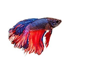 Assorted Male Betta Fighting Fish image 0