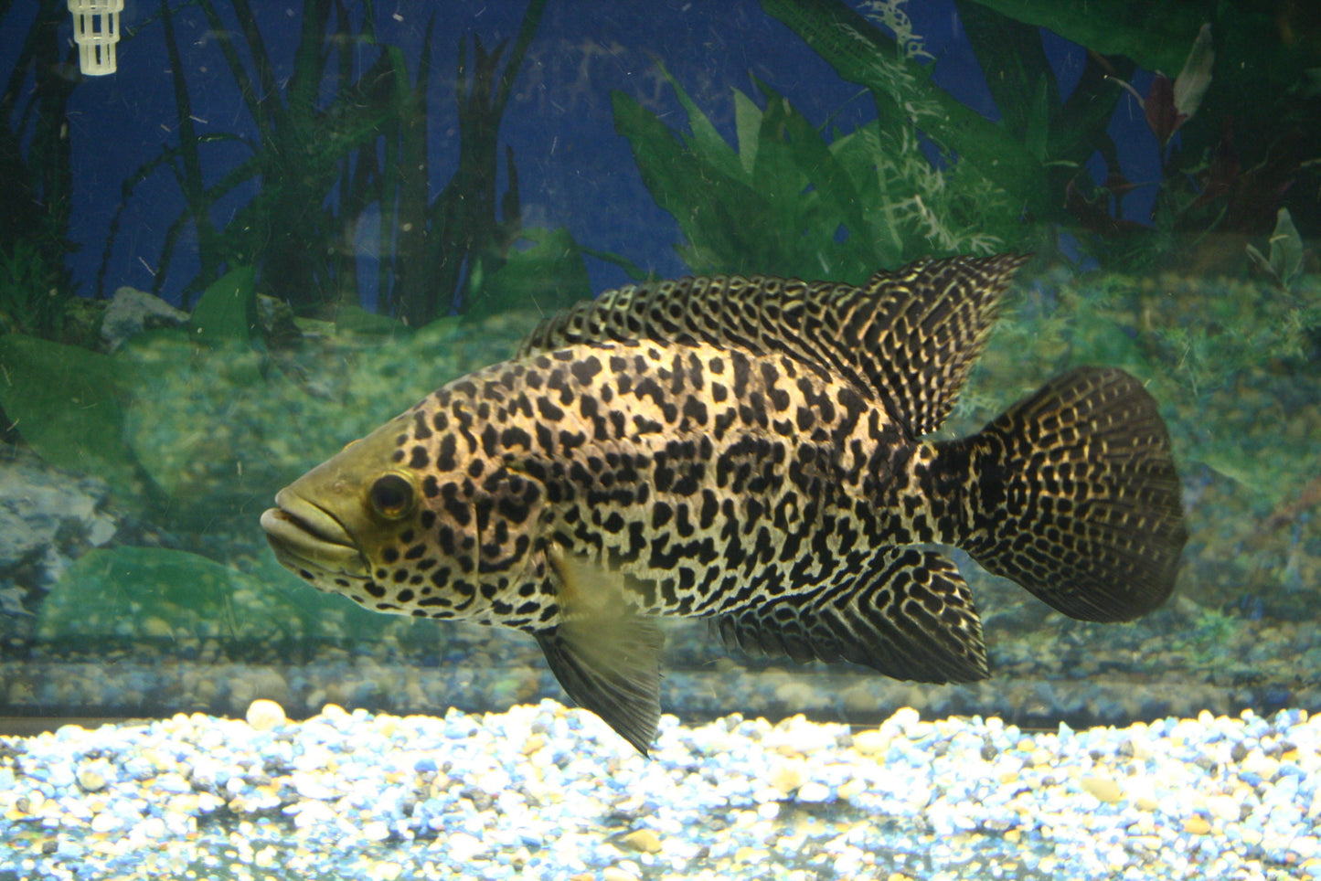 Jaguar Cichlid image 0