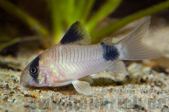 Panda Corydora image 0