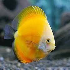 Discus - Marlboro Yellow - Medium image 0