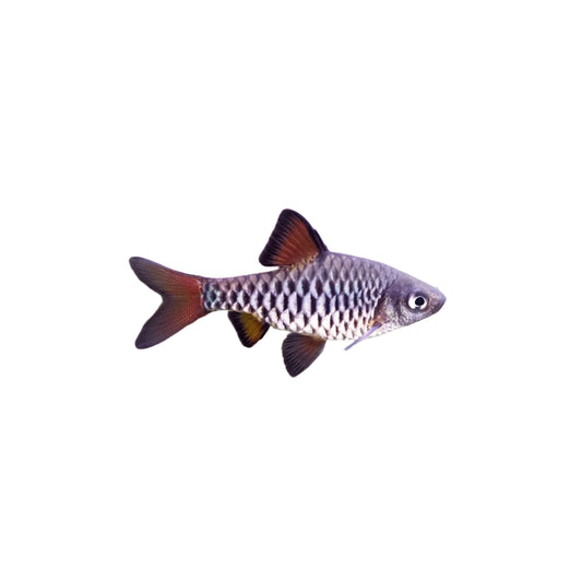Checkered Barb