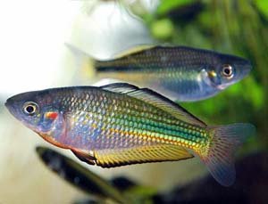 Murray River Rainbowfish image 0