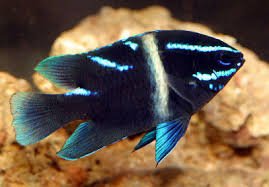 Javanese Blue Streak Damsel image 0