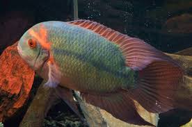 Chocolate Cichlid image 0