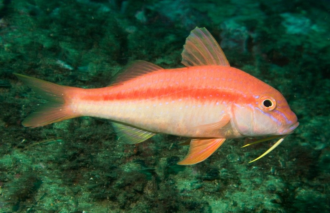 Goatfish image 0