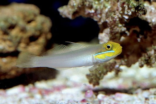 Gold Head Sleeper Goby image 0