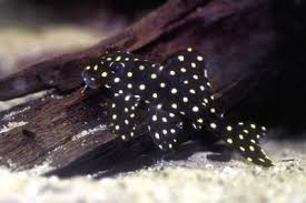 L201 Orinoco Angel Pleco Catfish (in store only) image 0