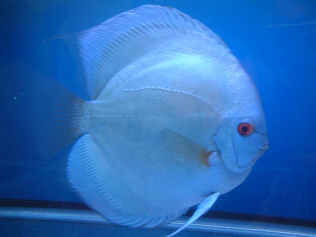 Discus - Blue Diamond - Small image 0