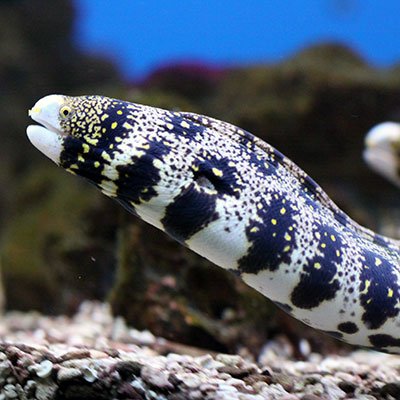 Snowflake Eel image 0